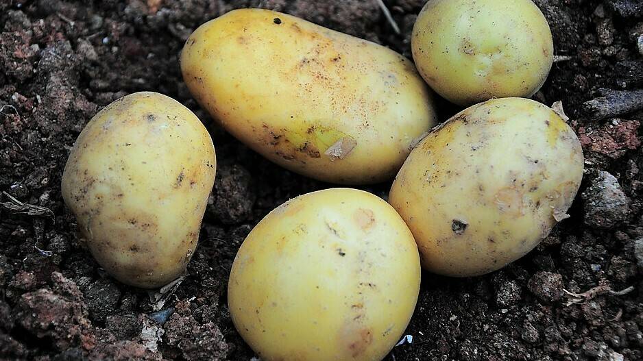 potato-3431835_960_720|vegetables-1707600_960_720